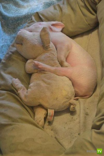 ��� �������� �������� (35 ����)