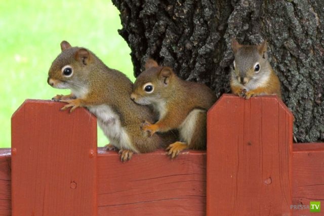 ��� �������� �������� (35 ����)