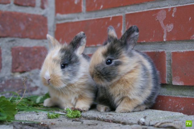 ��� �������� �������� (35 ����)