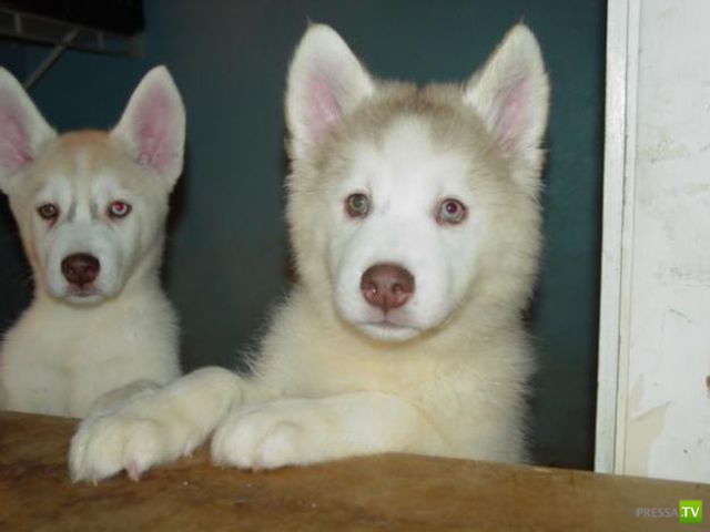 ��� �������� �������� (35 ����)