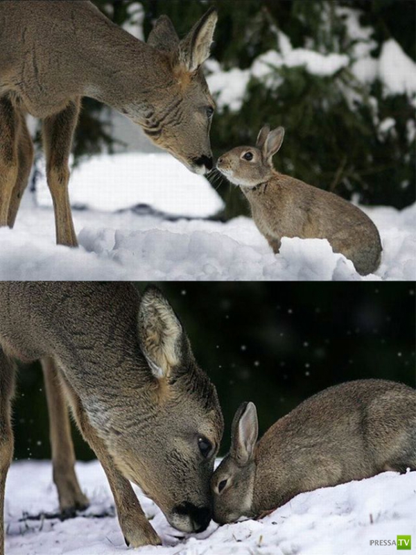 ��� �������� �������� (35 ����)