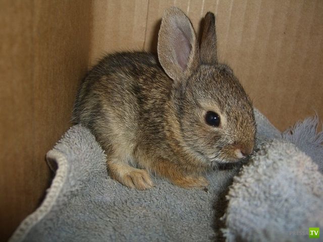 ��� �������� �������� (35 ����)