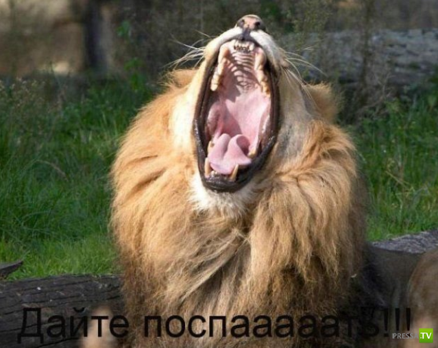 ����������� - ���� ������� (48 ����)