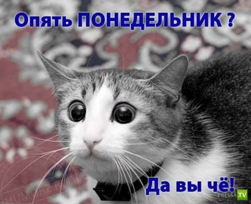 ����������� - ���� ������� (48 ����)