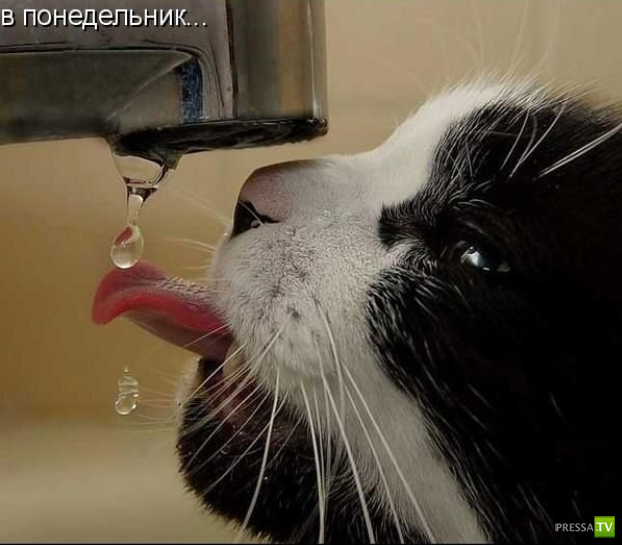 ����������� - ���� ������� (48 ����)