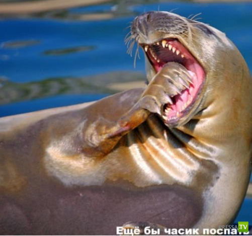 ����������� - ���� ������� (48 ����)