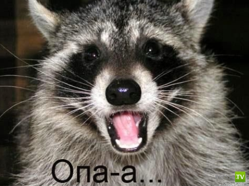 ����������� - ���� ������� (48 ����)