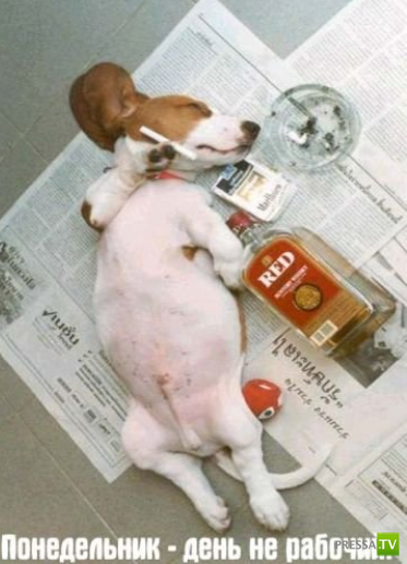 ����������� - ���� ������� (48 ����)