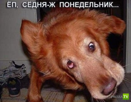 ����������� - ���� ������� (48 ����)