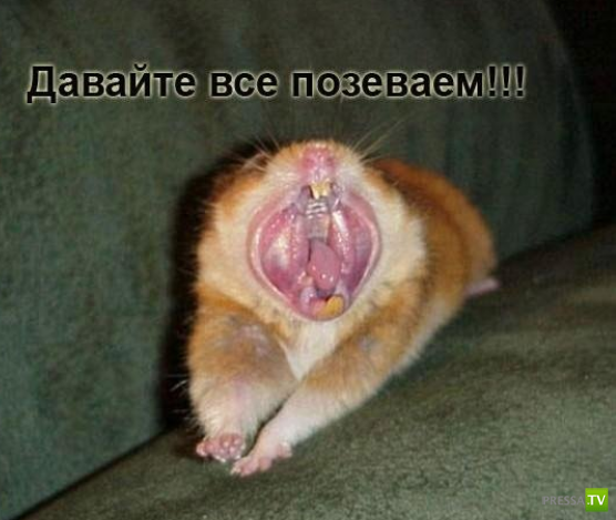 ����������� - ���� ������� (48 ����)