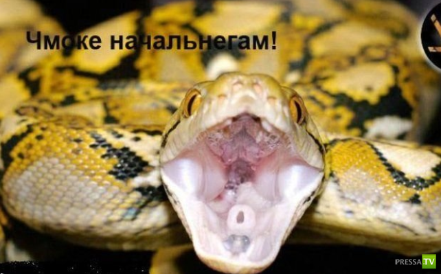 ����������� - ���� ������� (48 ����)