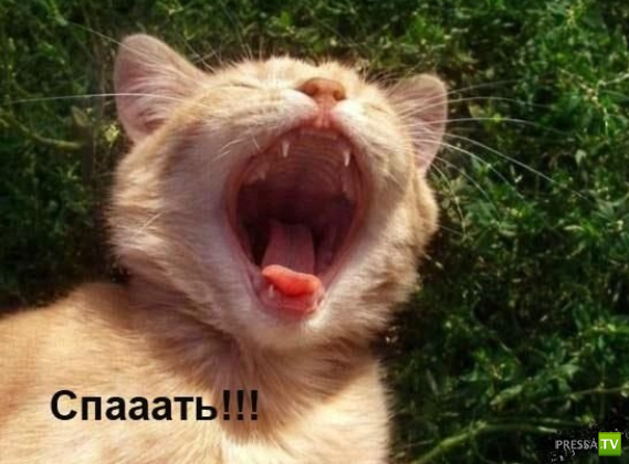 ����������� - ���� ������� (48 ����)