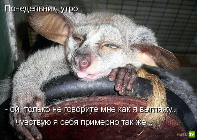 ����������� - ���� ������� (48 ����)