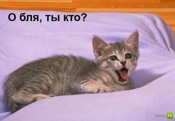 ����������� - ���� ������� (48 ����)