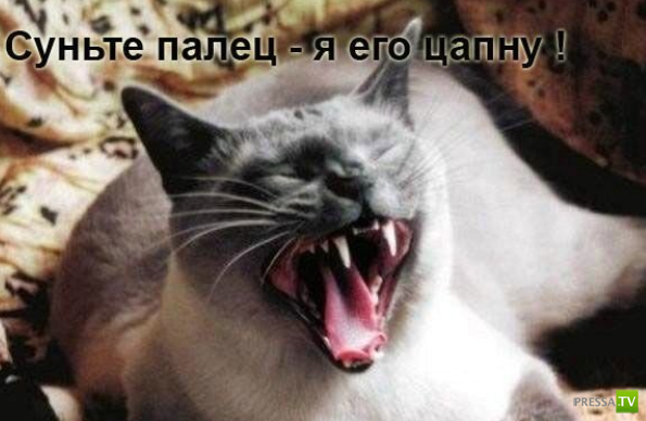 ����������� - ���� ������� (48 ����)