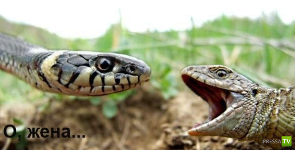 ����������� - ���� ������� (48 ����)