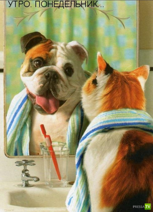 ����������� - ���� ������� (48 ����)