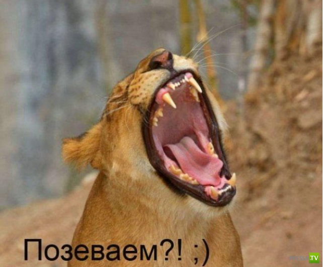 ����������� - ���� ������� (48 ����)