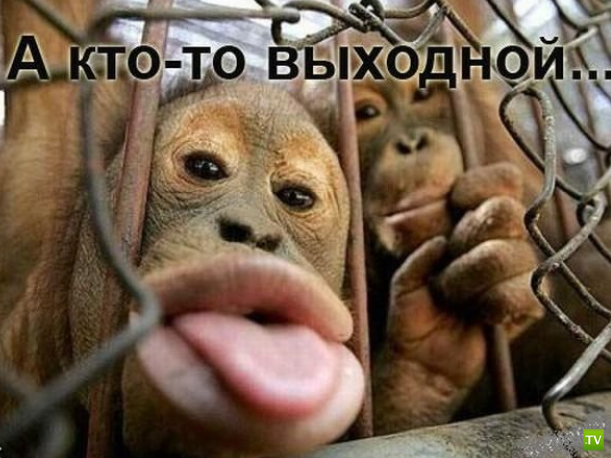 ����������� - ���� ������� (48 ����)