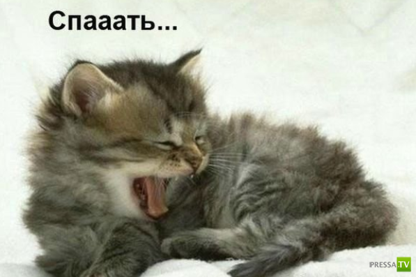 ����������� - ���� ������� (48 ����)