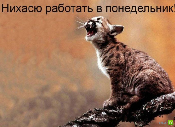 ����������� - ���� ������� (48 ����)