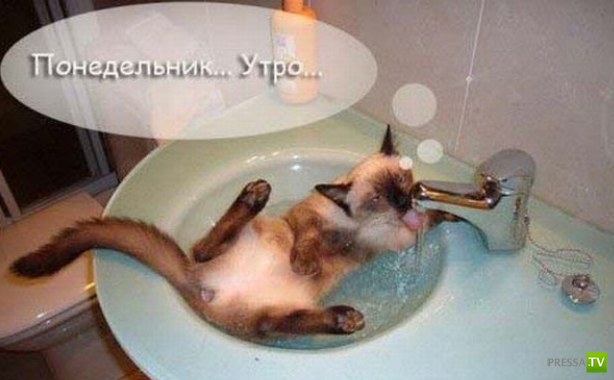 ����������� - ���� ������� (48 ����)