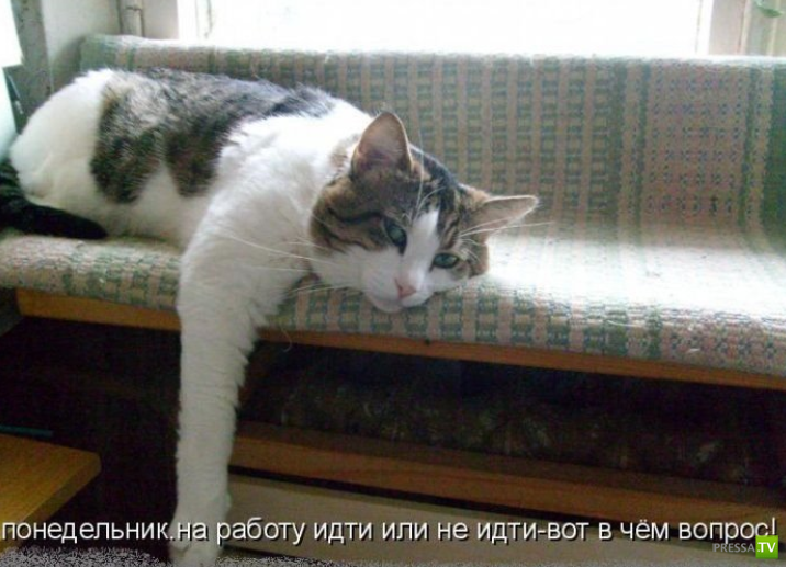 ����������� - ���� ������� (48 ����)