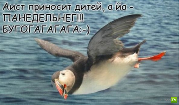 ����������� - ���� ������� (48 ����)