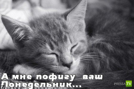 ����������� - ���� ������� (48 ����)