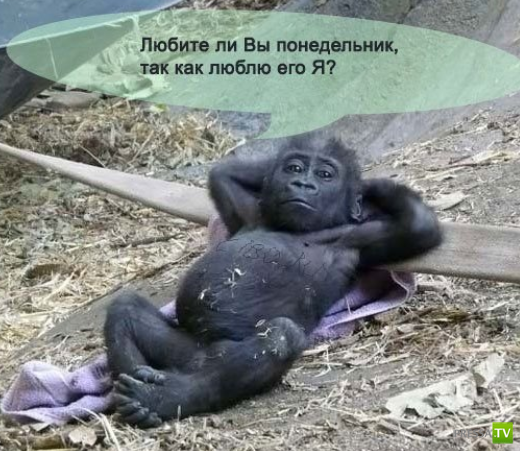 ����������� - ���� ������� (48 ����)