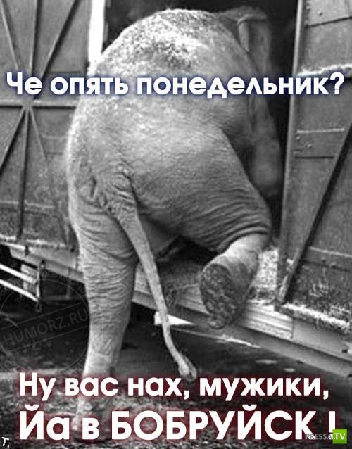 ����������� - ���� ������� (48 ����)