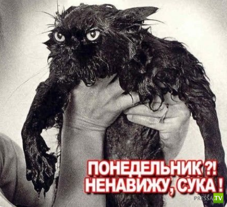 ����������� - ���� ������� (48 ����)