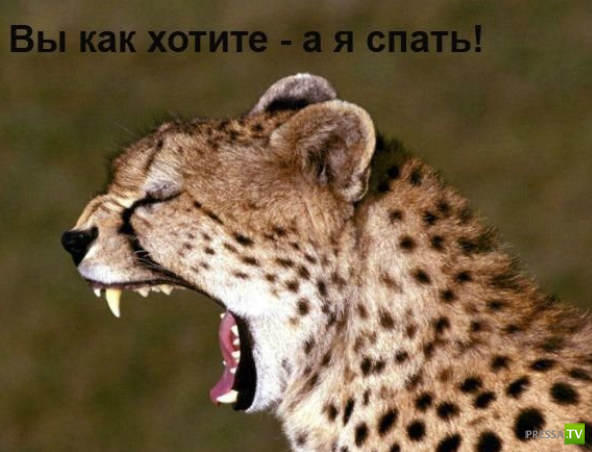 ����������� - ���� ������� (48 ����)