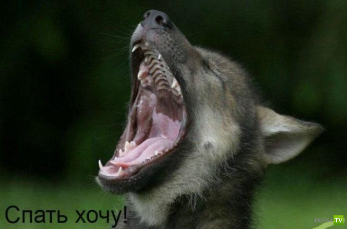 ����������� - ���� ������� (48 ����)