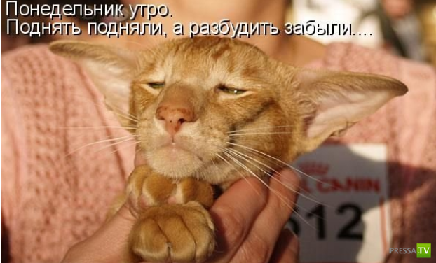 ����������� - ���� ������� (48 ����)