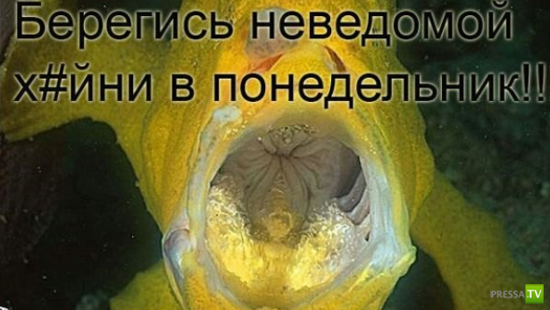 ����������� - ���� ������� (48 ����)