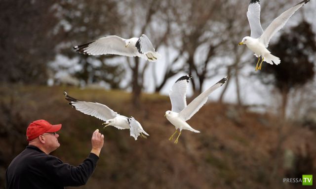 �������� ���������� ���������� (53 ����)