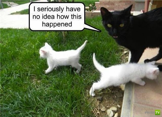 �������� ���������� ���������� (53 ����)