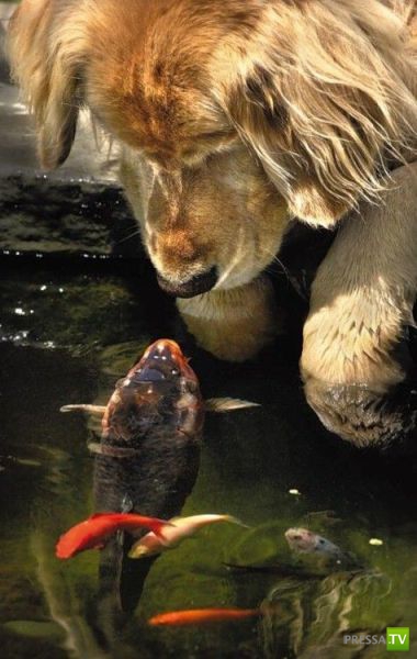 �������� ���������� ���������� (53 ����)