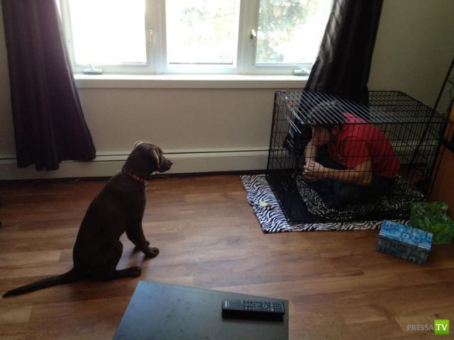 �������� ���������� ���������� (53 ����)