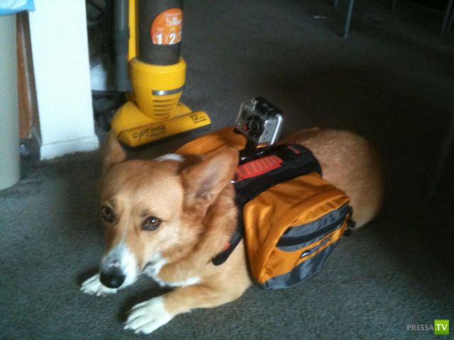 �������� ���������� ���������� (53 ����)