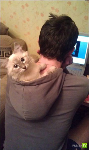 �������� ���������� ���������� (53 ����)