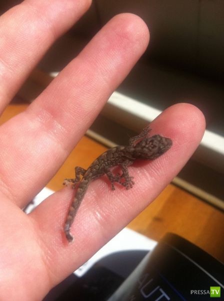 �������� ���������� ���������� (53 ����)