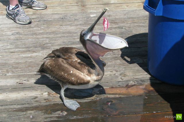 �������� ���������� ���������� (53 ����)