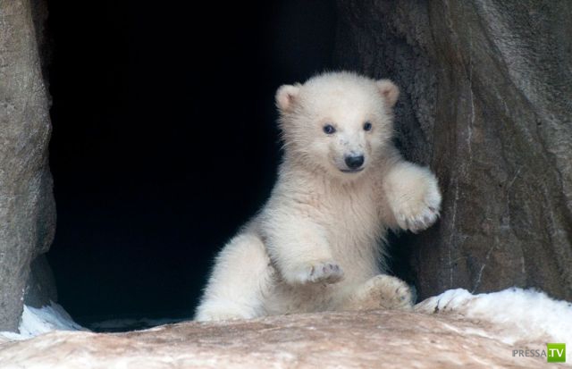 ��� �������� �������� (34 ����)