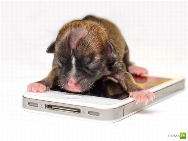 ��� �������� �������� (34 ����)