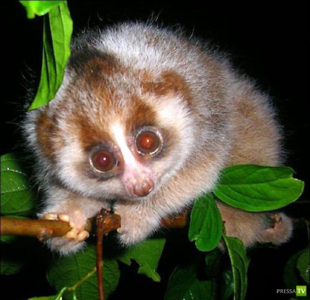 ��� �������� �������� (34 ����)