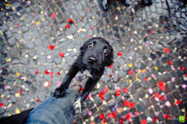 ��� �������� �������� (34 ����)