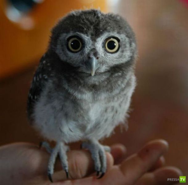 ��� �������� �������� (34 ����)