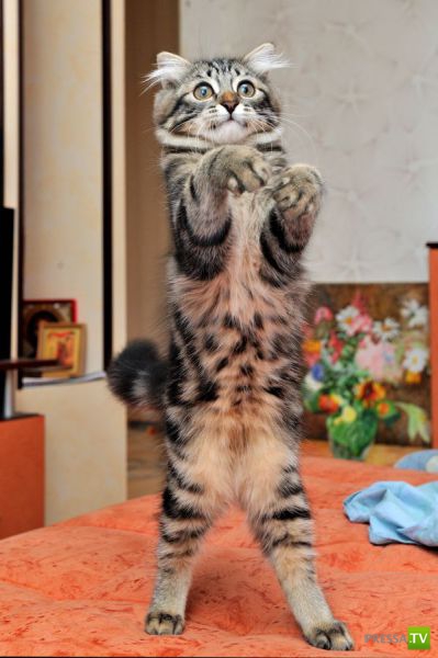 ��� �������� �������� (34 ����)